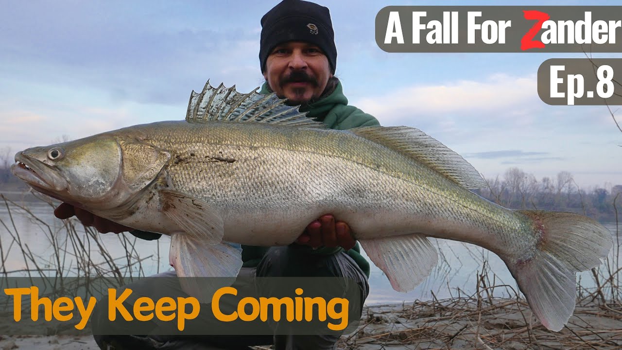 GIANT ZANDER at Sunset - A Fall Fishing For ZANDER Ep.8