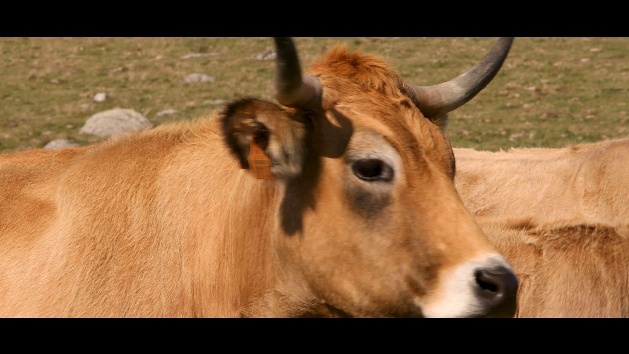 Race Aubrac, Redécouvrez l'élevage !