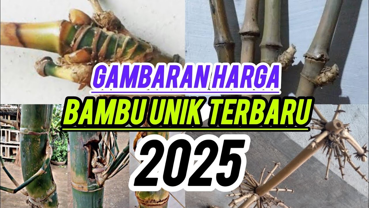 Terbaru...informasi gambaran harga bambu unik 2025
