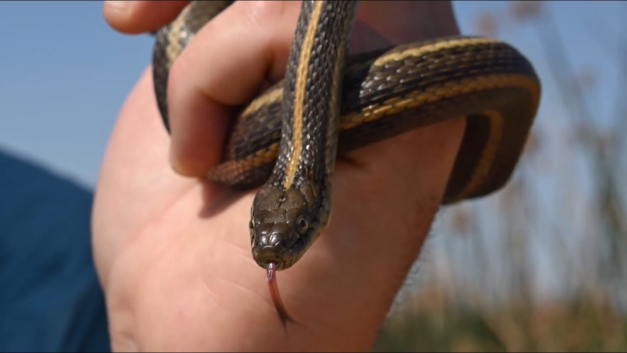 The Role of California Rice Fields in Giant Garter Snake Conservation