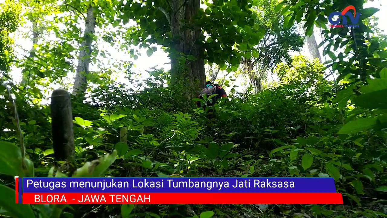 INILAH WUJUD POHON JATI BLORA BERNILAI 2 M YANG ROBOH