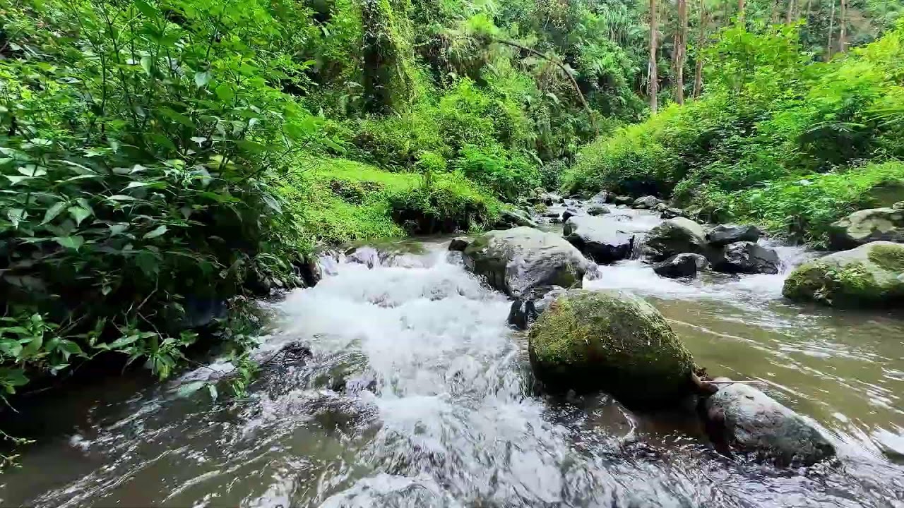 Find a quiet escape with calming river sounds in a tranquil jungle stream to restore deep calmness