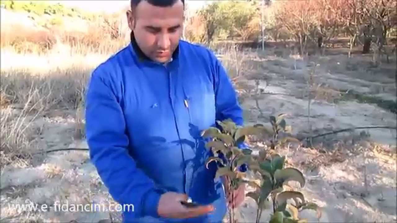 Aşılı Meyve Fidanlarında Budama Nasıl Yapılır Ne Zaman Yapılır
