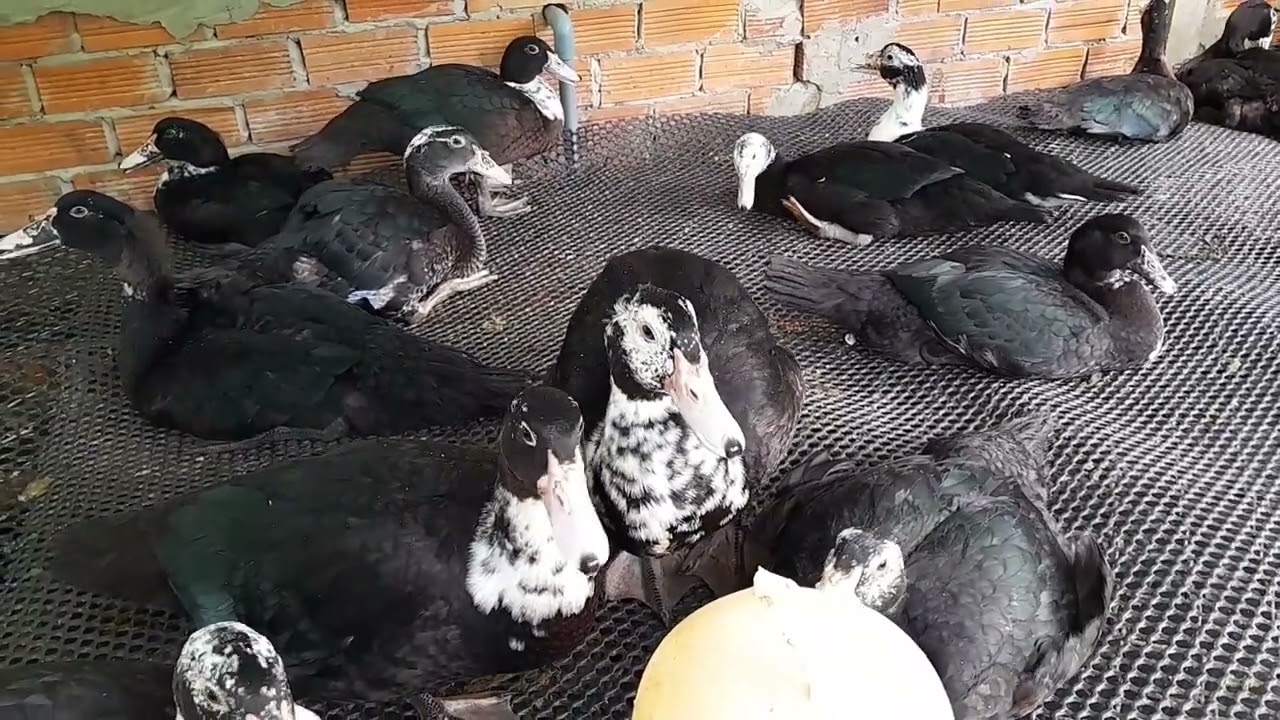 Chia sẻ nuôi vịt xiêm pháp bao nhiêu ngày thì bán được | 