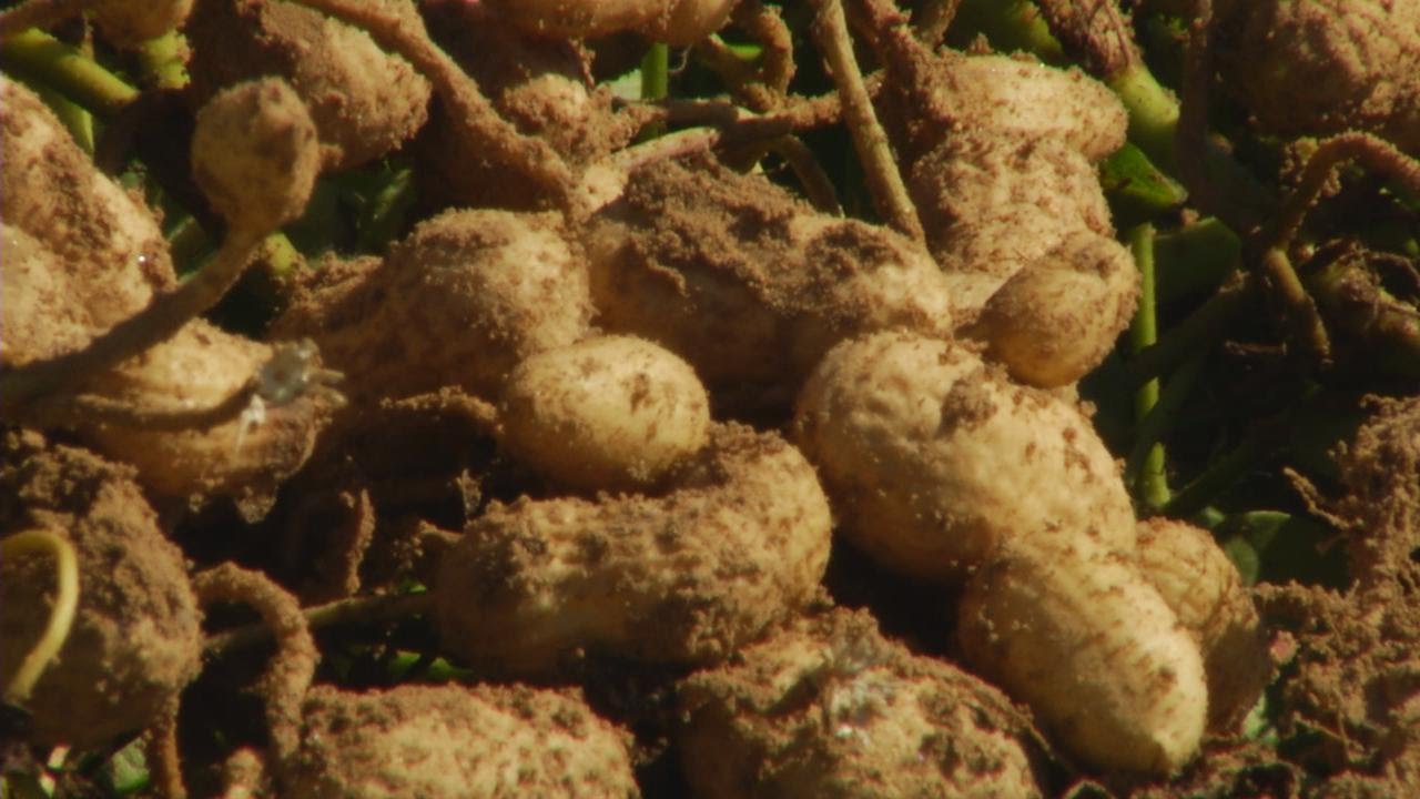 Peanut Production