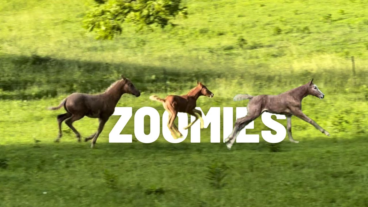 The Foals Put On A SHOW! Feeling Frisky After A Rainstorm…
