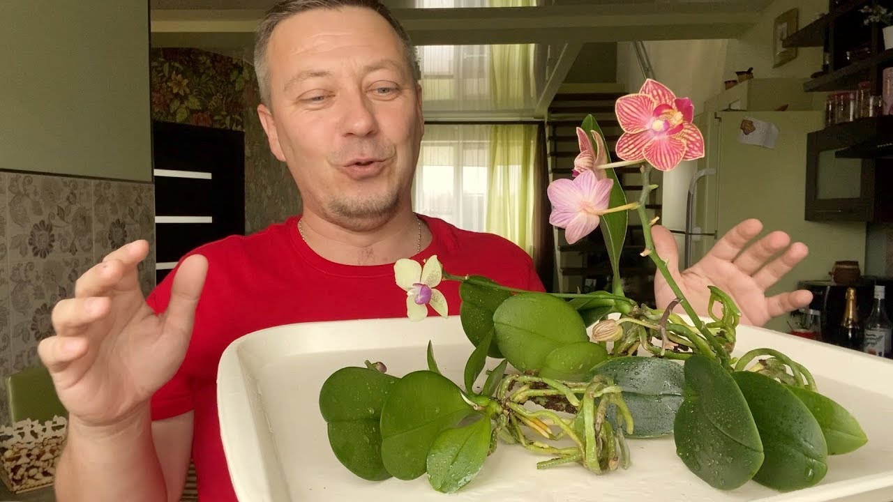 корни орхидеи ГОТОВЛЮ для ПЕРВОЙ СТИМУЛЯЦИИ домашним тоником для орхидей