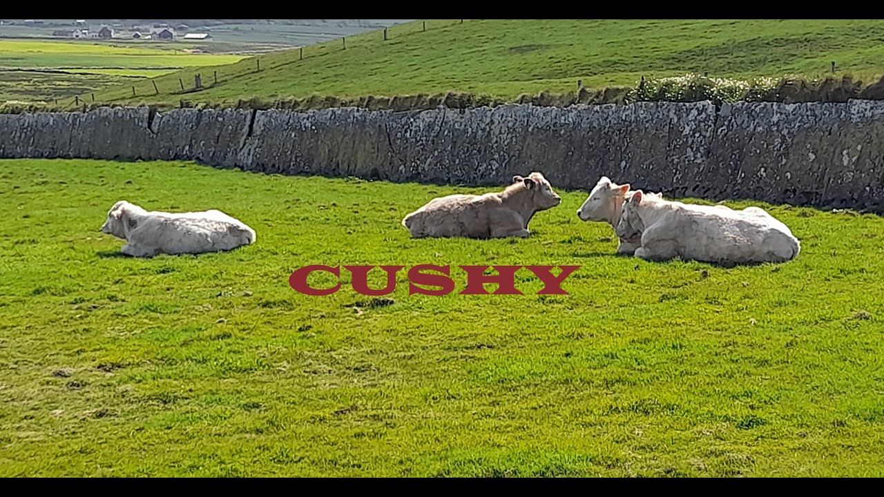 CUSHY ‐ Dance and Teach