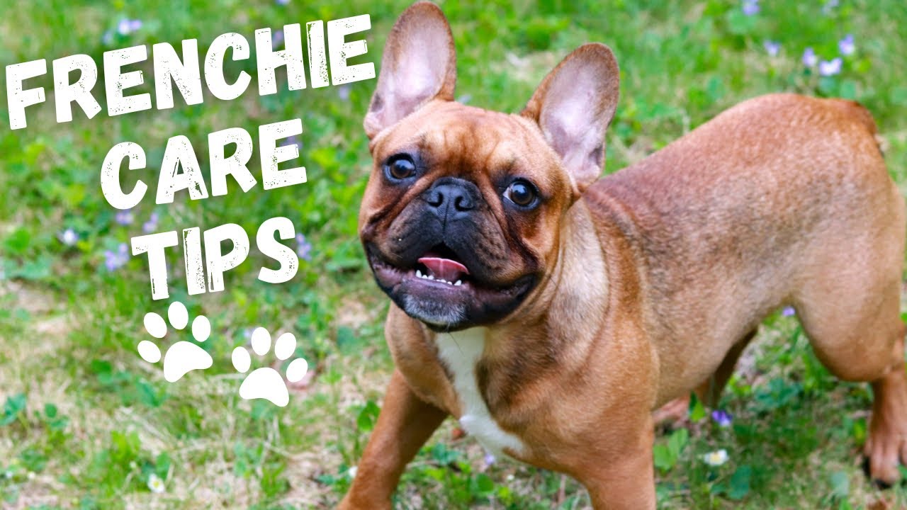 10 Tips | How To Take Care Of A FRENCH BULLDOG
