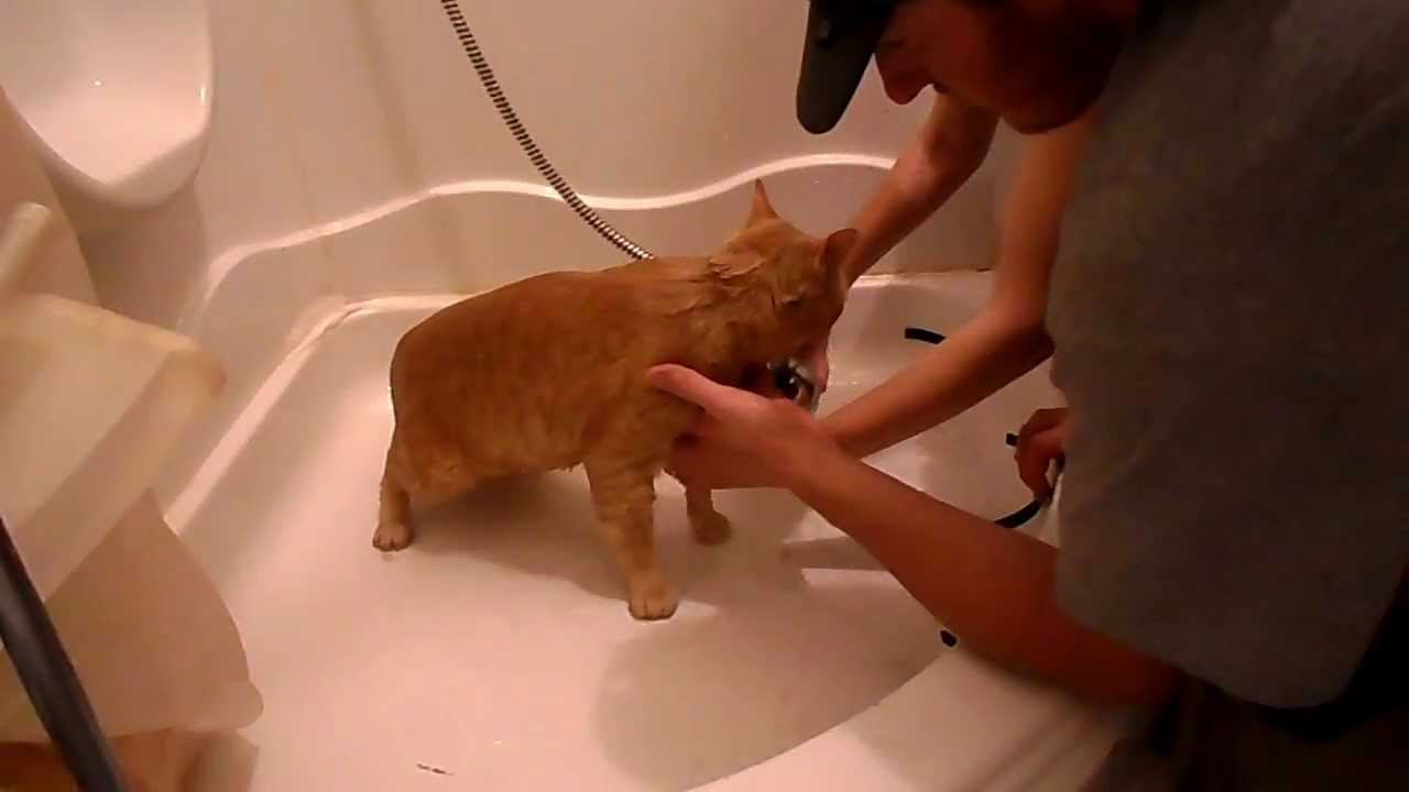 Cat Bathing