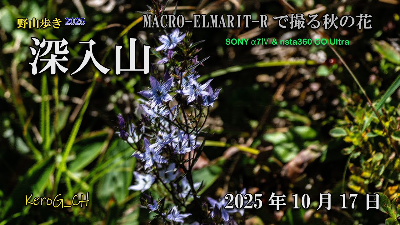 【深入山】MACRO-ELMARIT-Rで撮る秋の花
