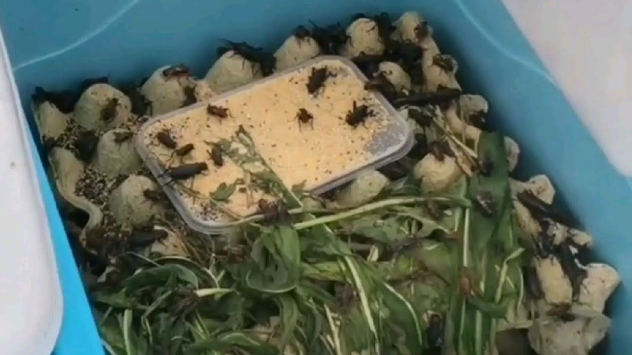 〔蟋蟀繁殖〕蜥蜴类新手玩家必看