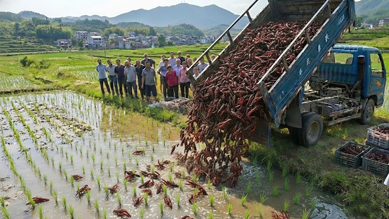 China Setzt Eine Gefährliche Invasive Flusskrebsart In Reisfelder Aus, Das Ergebnis Ist Überraschend