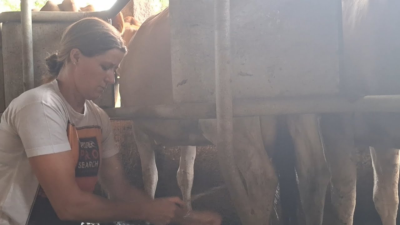 Dairy Farming in Brazil | A German-Brazilian Family’s Daily Life