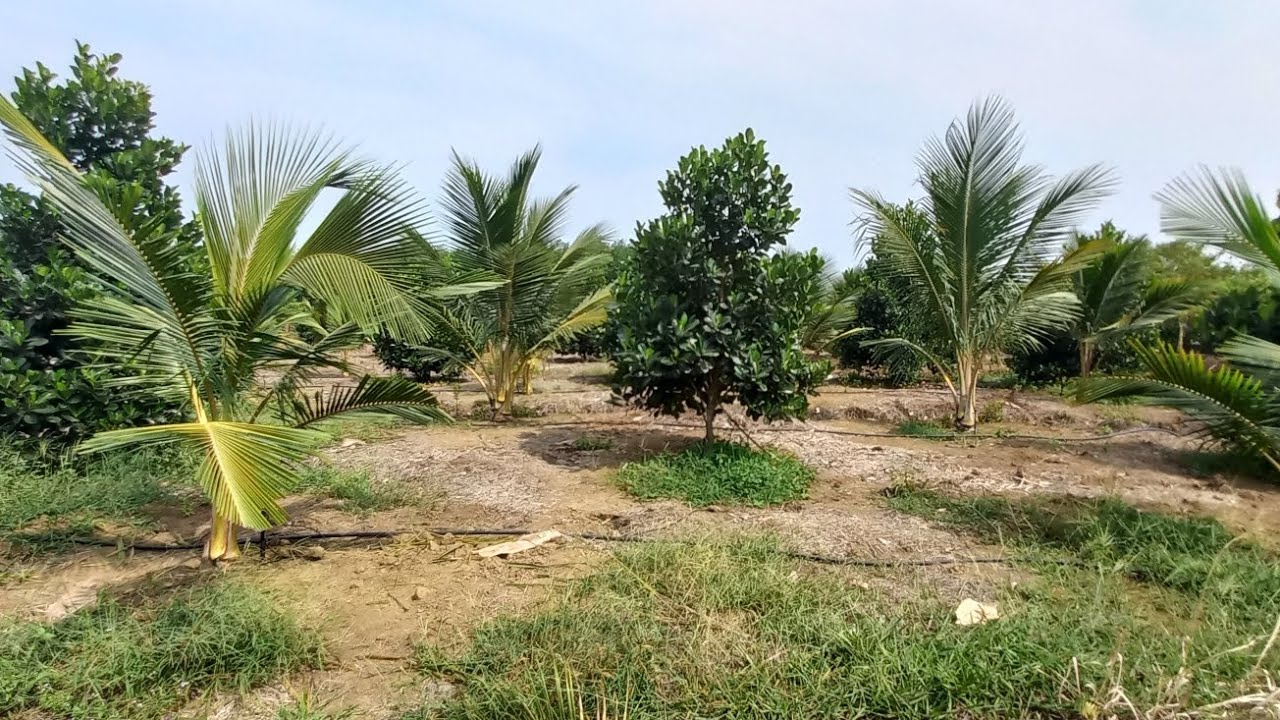 vườn mít ruột đỏ 140 cây + 600 cây dừa, kèm nhà =S 23.300m² giá 1ty750tr bao sổ