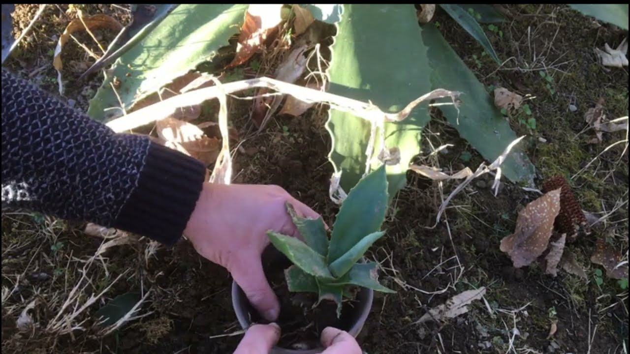 85 - Bouture d'agave : Comment faire ?
