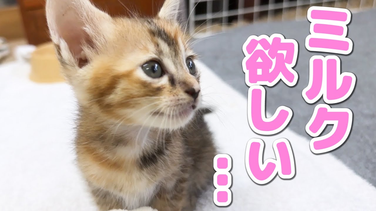 全くご飯を食べてくれない子猫2匹とたくさん向き合います！