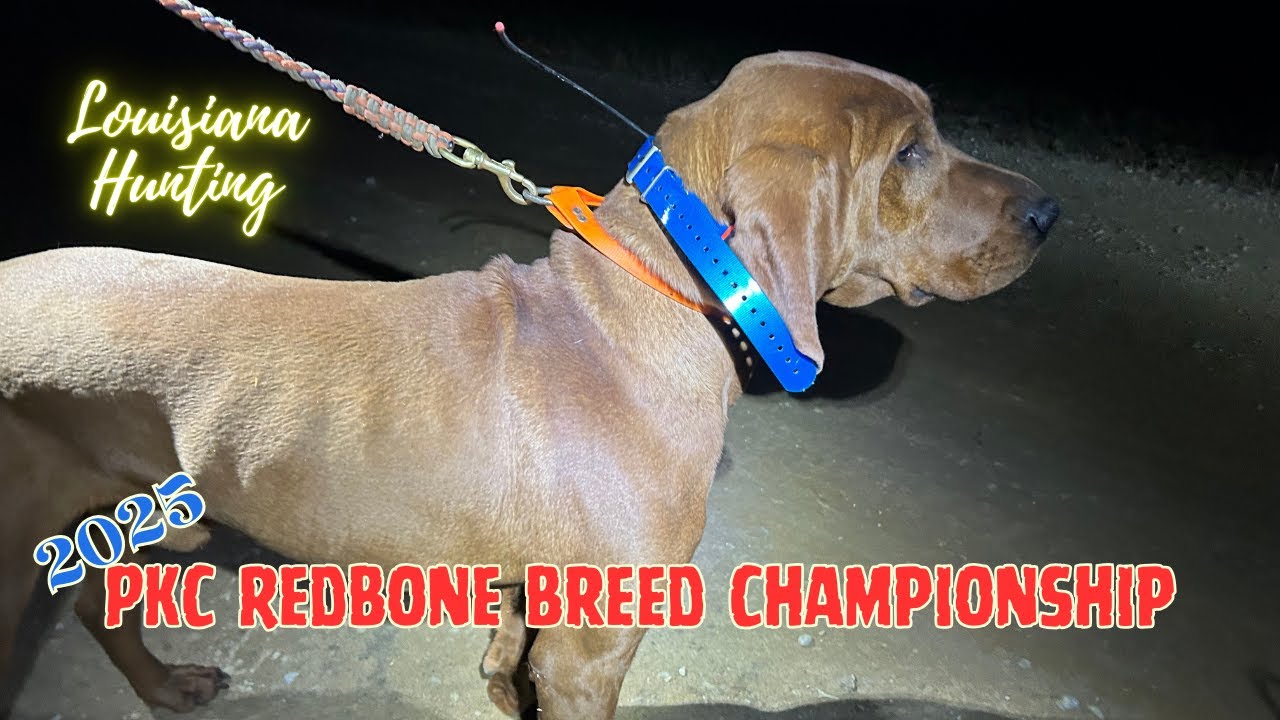 25-футовый чемпионат породы PKC Redbone #louisianahunting #raccoon #redbone