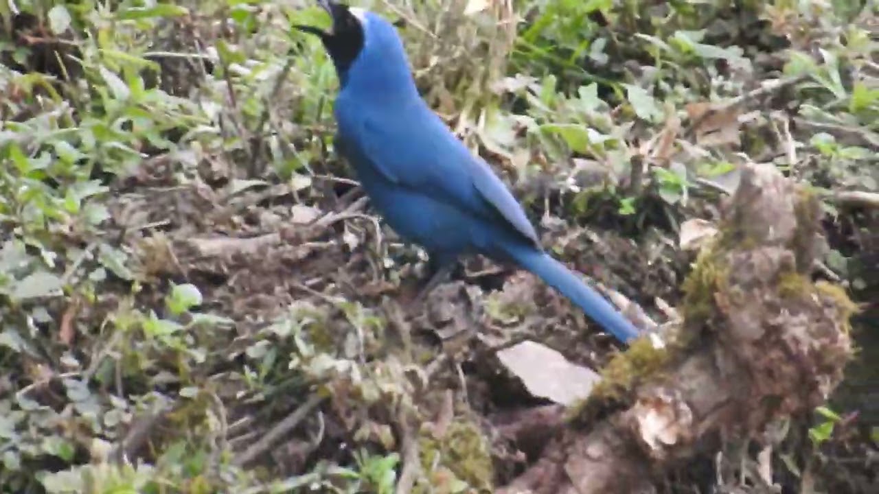Birding Manu Road