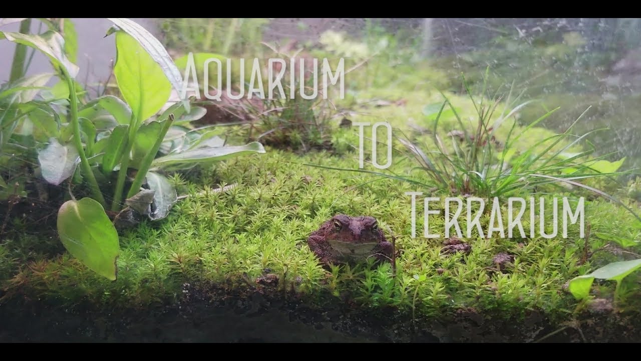 Aquarium to Terrarium