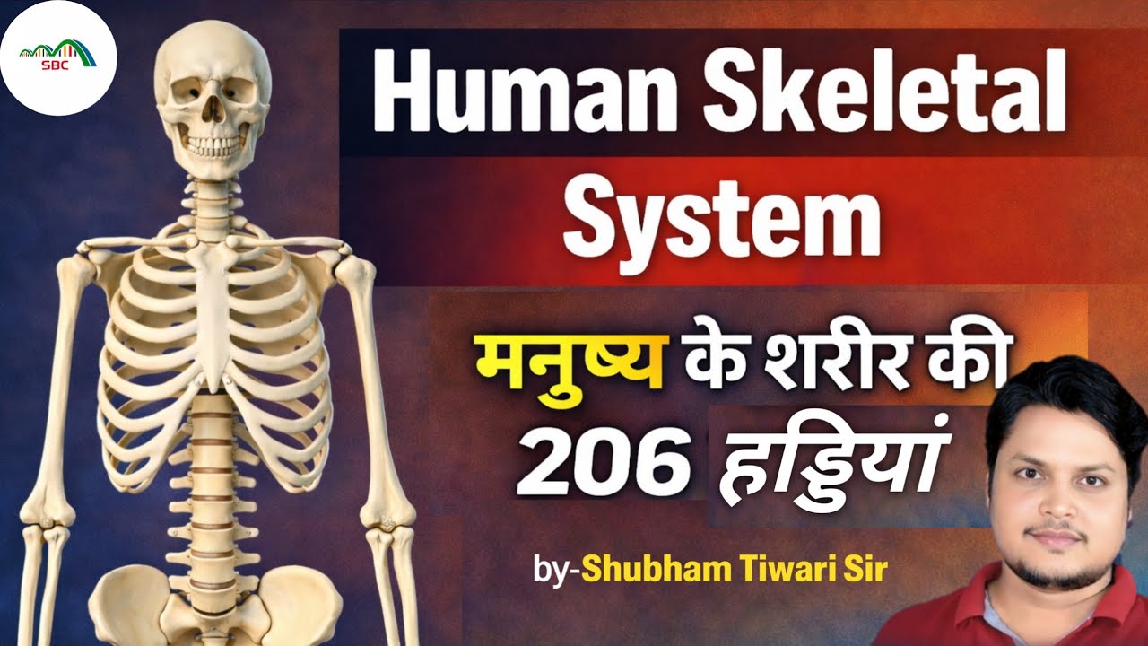 Human Skeletal System | 206 Bones Explained |Human Skeleton | Locomotion and Movement| NEET Biology