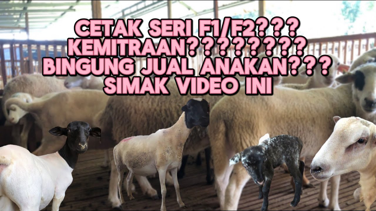 MAU TERNAK BREEDING TAPI BINGUNG PEMASARANNYA?? SIMAK VIDEO INI 