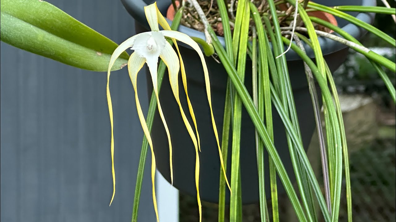 crecimientos en orquídeas