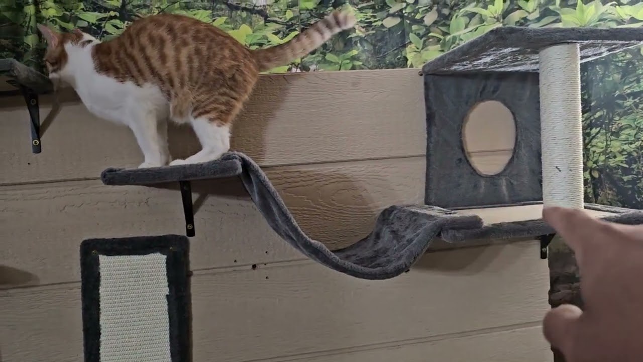 NUNU LAB Cat Wall Shelves