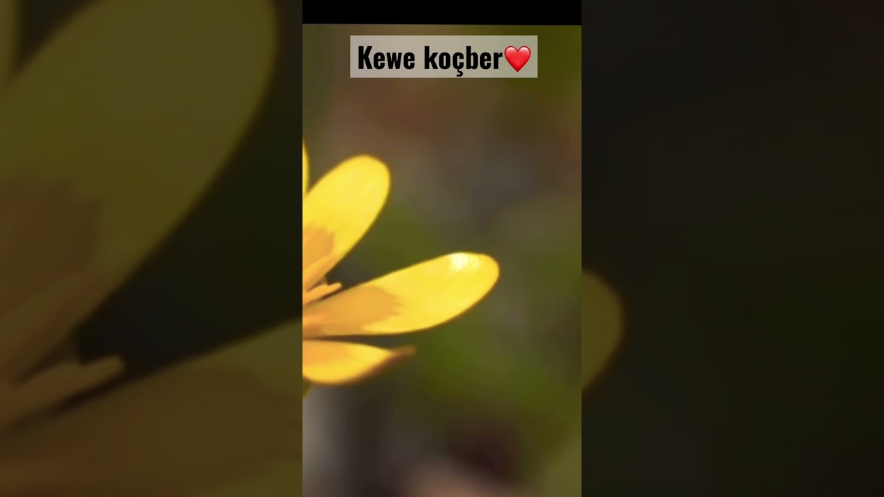 ji buna kes&ecirc;n ku ji welat&ecirc; xwe d&ucirc;r  vatanından uzak olanlara 🌹 kewe ko&ccedil;ber ❤️