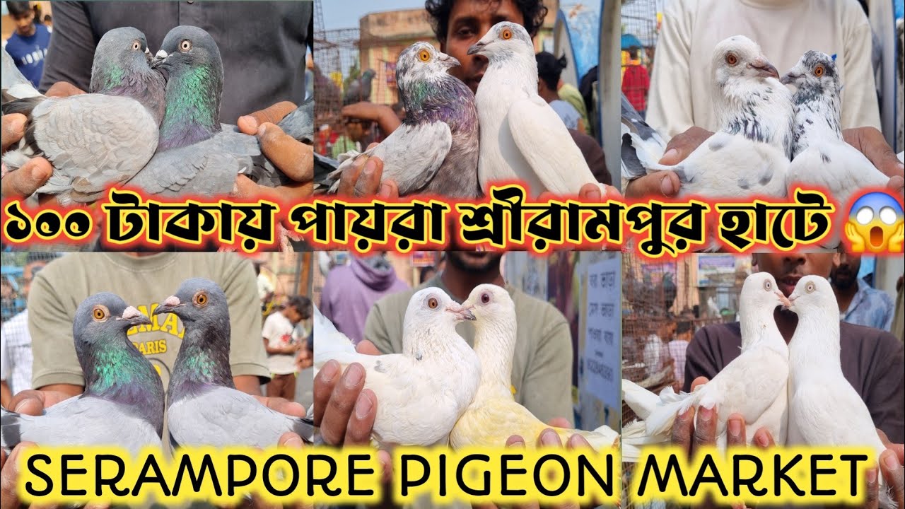 শ্রীরামপুর হাটে ১০০ টাকায় পায়রা শুরু 😱 SERAMPORE PIGEON MARKET