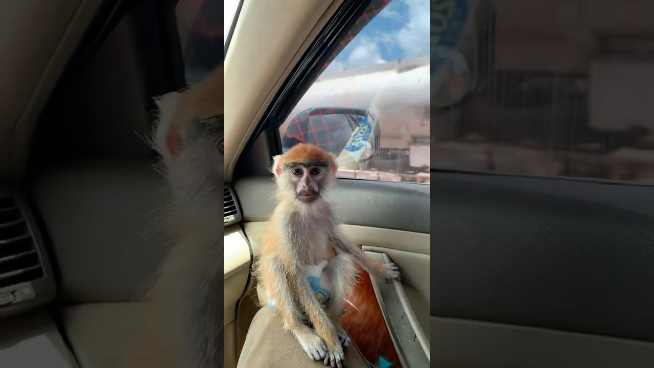 Monkey and Dog relationship 🐒🐕 