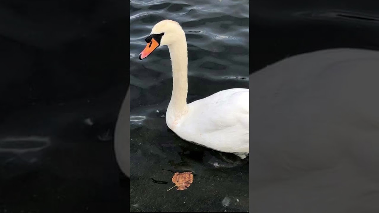 Ducks in London, England 🏴󠁧󠁢󠁥󠁮󠁧󠁿