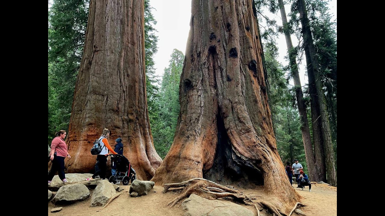 SEQUOIA'S TALLEST TREES - Part 2 #sequoianationalpark #tree #california