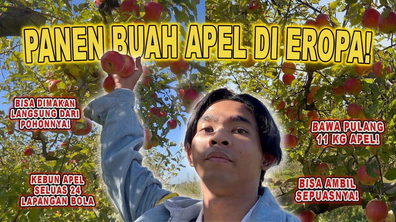Panen Apel Sepuasnya di Eropa! 🍎 Bawa Pulang 11kg Apel dari Kebun Seluas 24 Lapangan Sepak Bola 😱