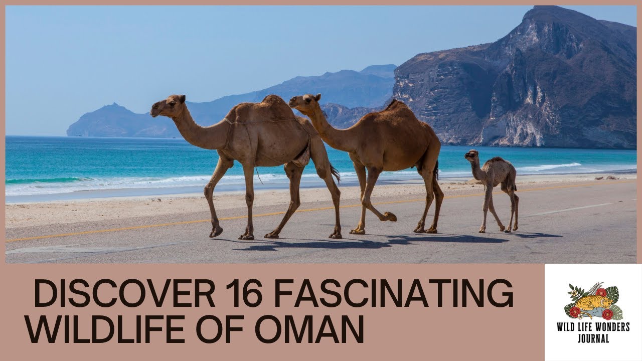 Discover 16 Fascinating Wildlife of Oman