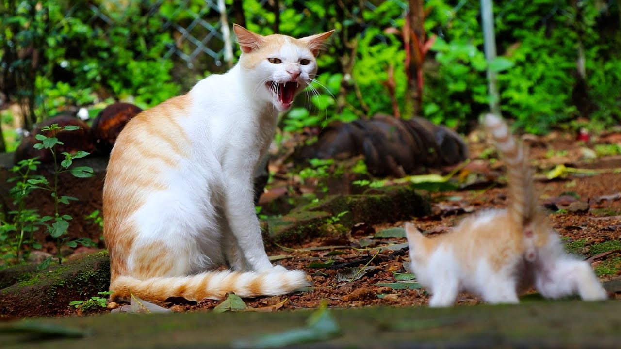 Tom Cat Hisses as New Adopted Kitten Comes Too Close 😾🐾 Cat and kitten introduction video