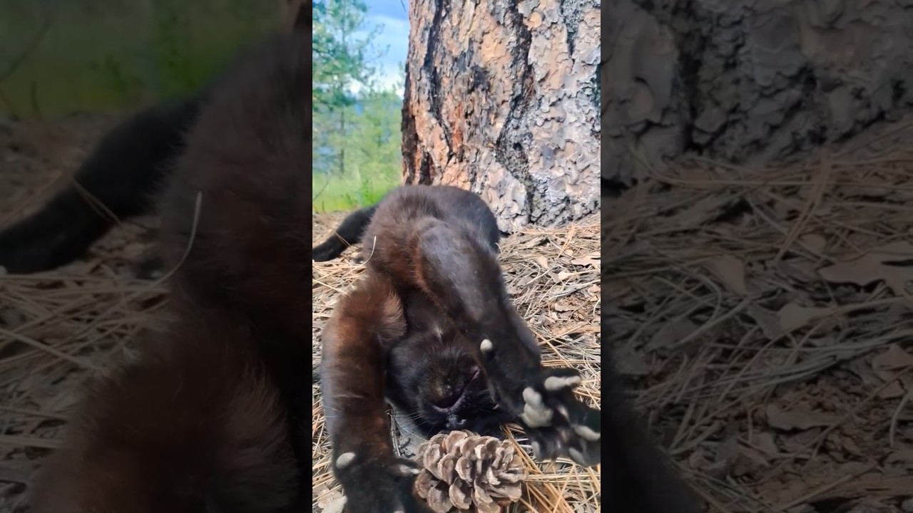 Behemoth the black cat stretching under a tree then attacking some catnip. #cat #nature #shorts