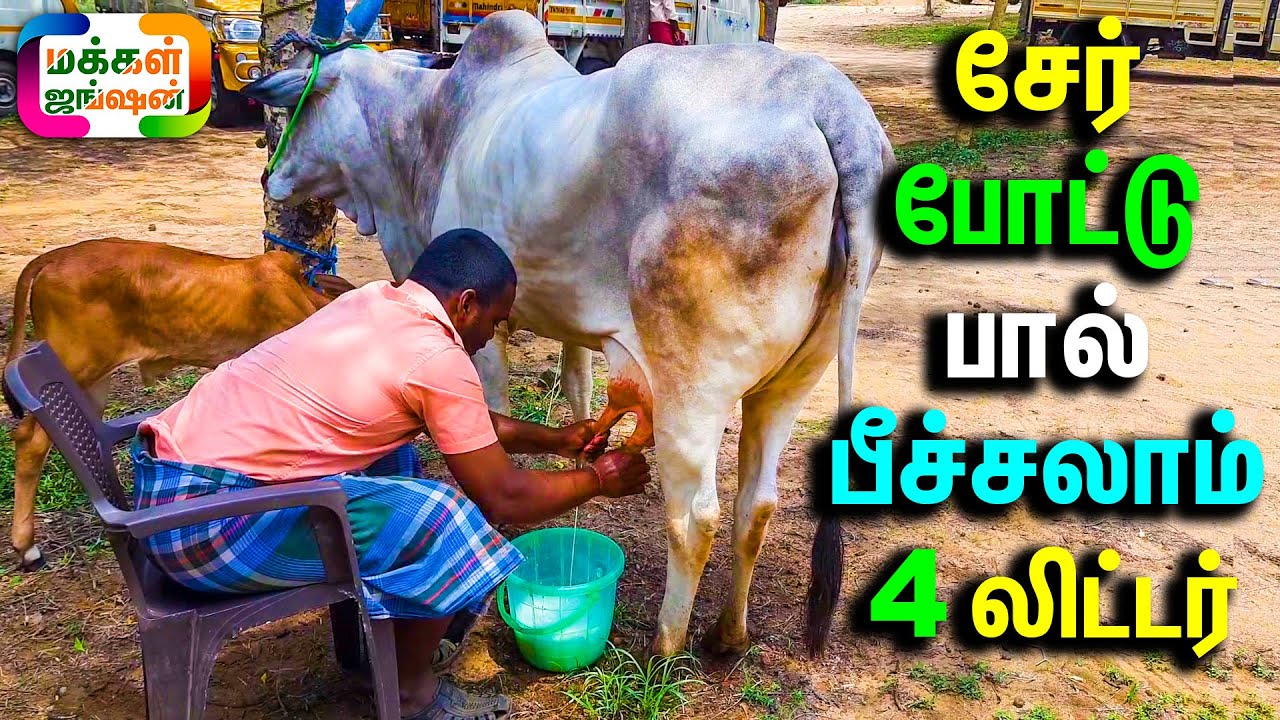 சேர் போட்டு உட்கார்ந்து 4 லிட்டர் பால் பீச்சலாம் , நல்ல குணமுள்ள வெள்ளிக்கண் மயிலை பசு, Cow farm