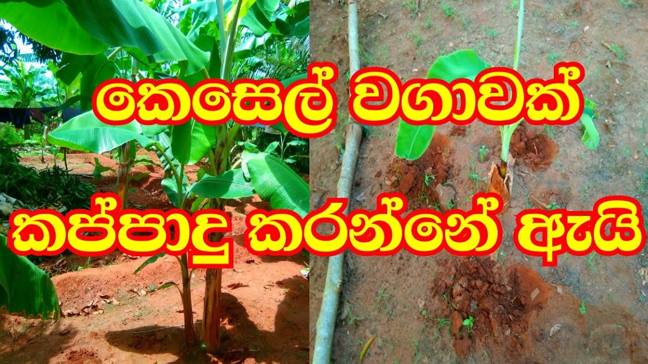 May 10, 2024slfarmers|banana cultivating|කෙසෙල් වගාව💪❤️ singhala|