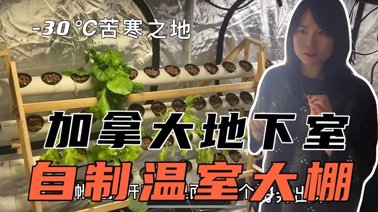 加拿大移民小镇冬天-30度，江苏姑娘自制温室大棚，有机蔬菜天天有