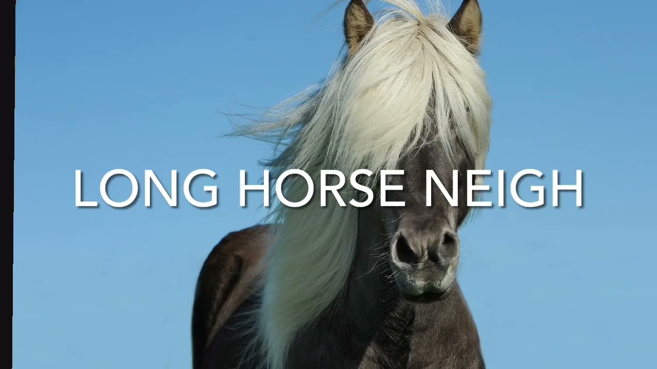 Long Horse Neigh Sound Effect for Video Editing or Kids Learning Sounds