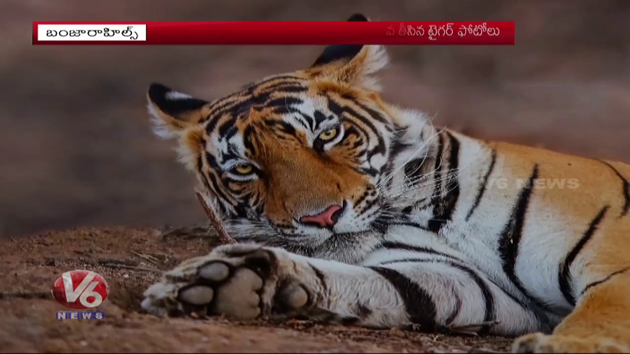 Sanjeev Siva's Wildlife Photo Expo Attracts Crowds | Hyderabad | V6 Telugu News