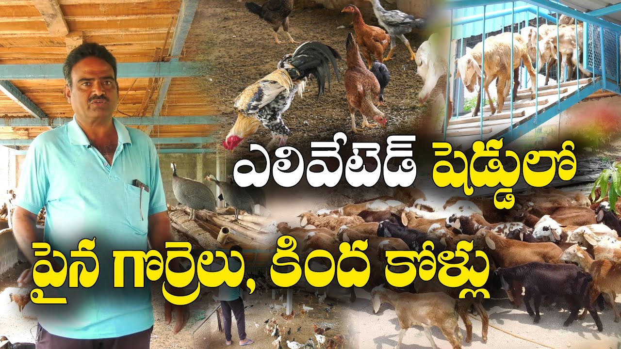 ఒకే షెడ్డులో గొర్రెలు, కోళ్లు | సమీకృత వ్యవసాయంలో | Integrated farming & Livestock | Seshu Kumar