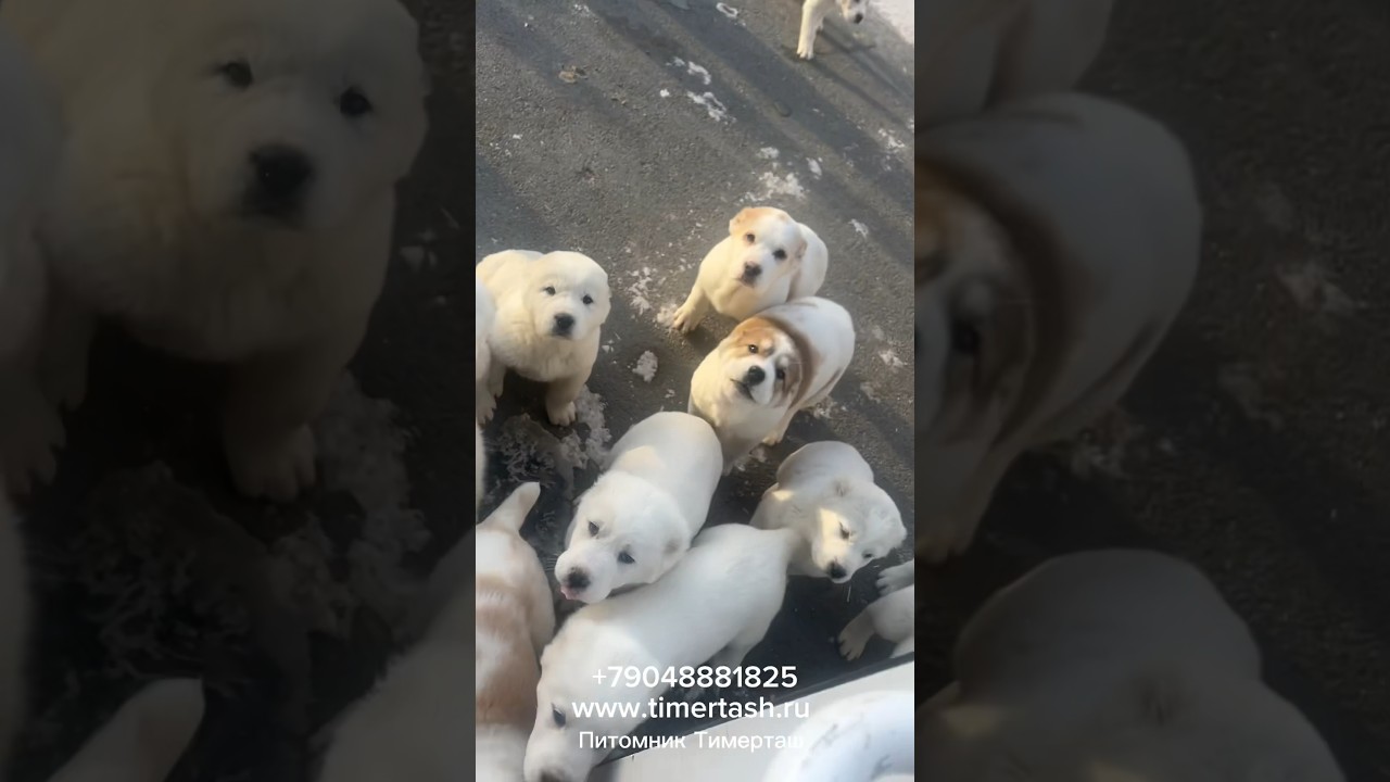 Нашла такое видео насладимся щенками пометов Х Ц Ч Ш сезона 2023 есть доступные щенки +79048881825