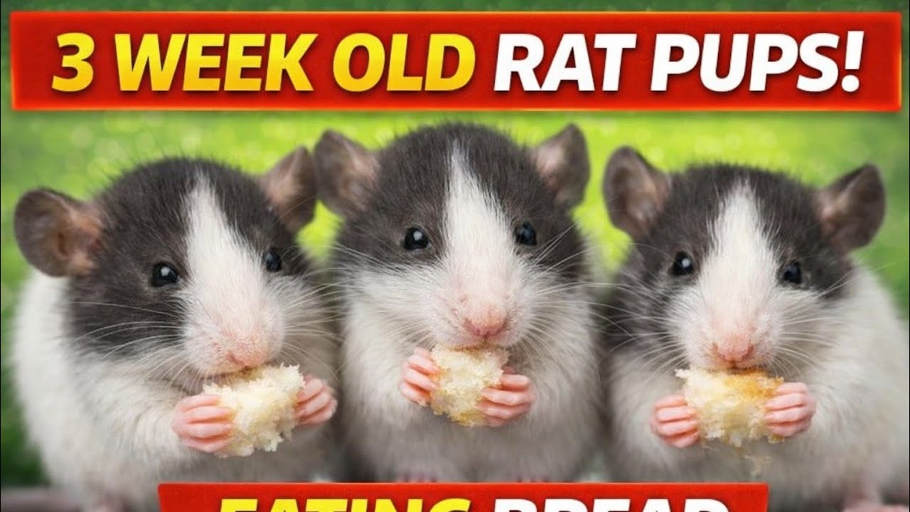 Part -4 Week 3 hooded rats
