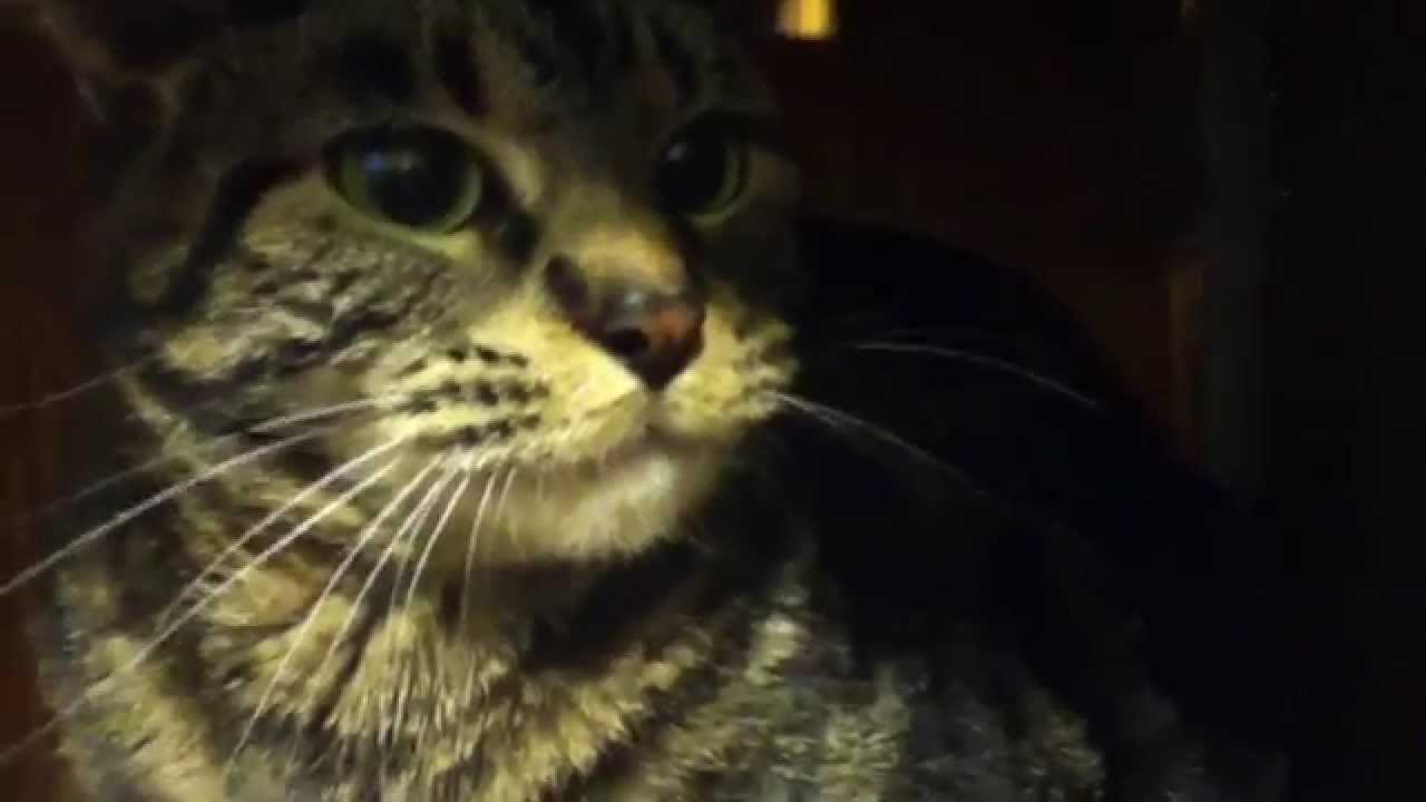 Very Angry Cat.
