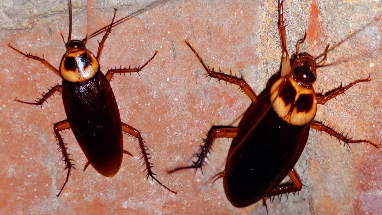 Funny Cockroach Telapoka run in wall Animal life