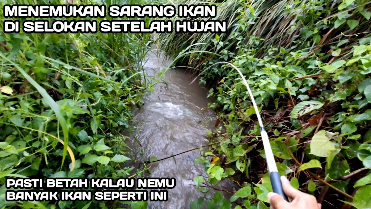 GACOR.! Mancing di Selokan Setelah Hujan Banyak ikan yang saya dapatkan 