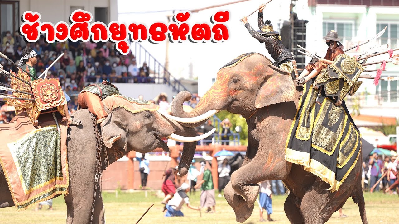 ช้างศึก ยุทธหัตถี  งานแสดงช้างจังหวัดสุรินทร์ ปี 2566  Amazing Surin Elephant Round-up 2023