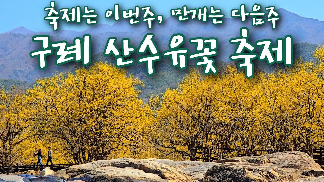 [4개 코스 산책] 구례 산수유마을에서 노란 봄물결에 빠져보세요.｜구례 산수유꽃 축제｜구례여행, 봄여행지
